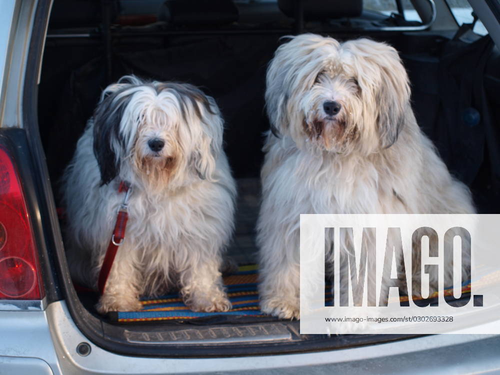Tibetterrier im Auto-Kofferraum Tibetterrier im kofferraum eines Autos. Links: Hündin, rechts: Rüde.