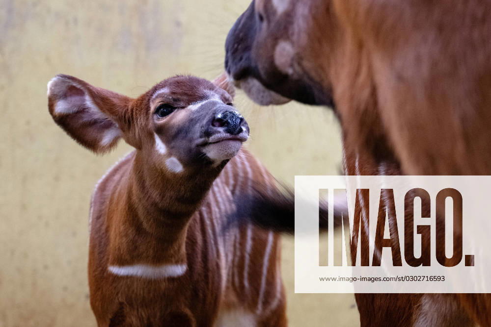 Bilder des Jahres 2023, Entertainment 09 September Entertainment Themen der Woche KW36 Babies of critically endangered bongo are seen in stable in Dvur Kralove Safari Park, Trutnov region, Czech Republic, SDeptember 4, 2023. (CTKxPhoto DavidxTanecek) CTKPhotoP2023090404597 CTKPhotoP2023090404597