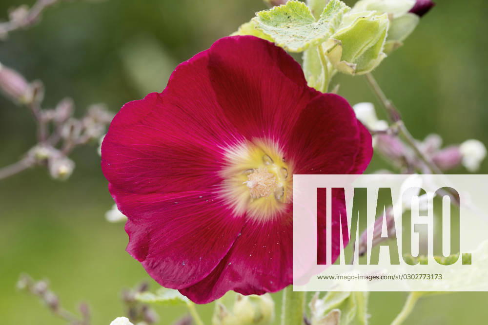 Hollyhock, Stock Rose, Stock mallow, Stock Mallow, Neck rose, Neck Rose, Brand Rose, Brand Rose Alcea rosea, althaea Rosea , Bluete hollyhock Alcea rosea, althaea Rosea , Flower BLWS693872