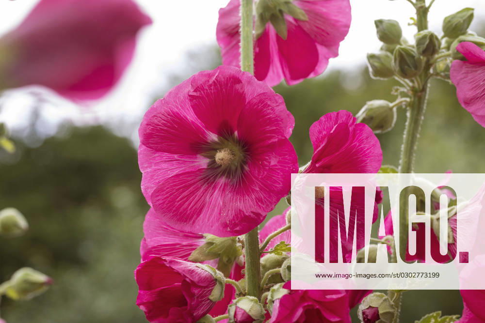 Hollyhock, Stock Rose, Stock mallow, Stock Mallow, Neck rose, Neck Rose, Brand Rose, Brand Rose Alcea rosea, althaea Rosea , Bluete hollyhock Alcea rosea, althaea Rosea , Flower BLWS693878