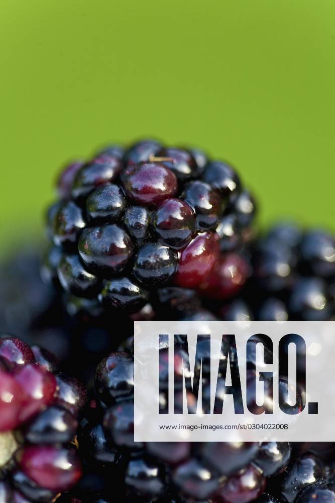 Close up of blackberries