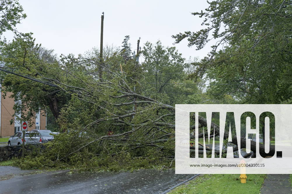 A downed tree hangs on power lines as post-tropical storm Lee approaches in Yarmouth, N.S. on Saturday, Sept. 16, 2023. Yarmouth Canada - ZUMAc35_ 20230916_zaf_c35_040