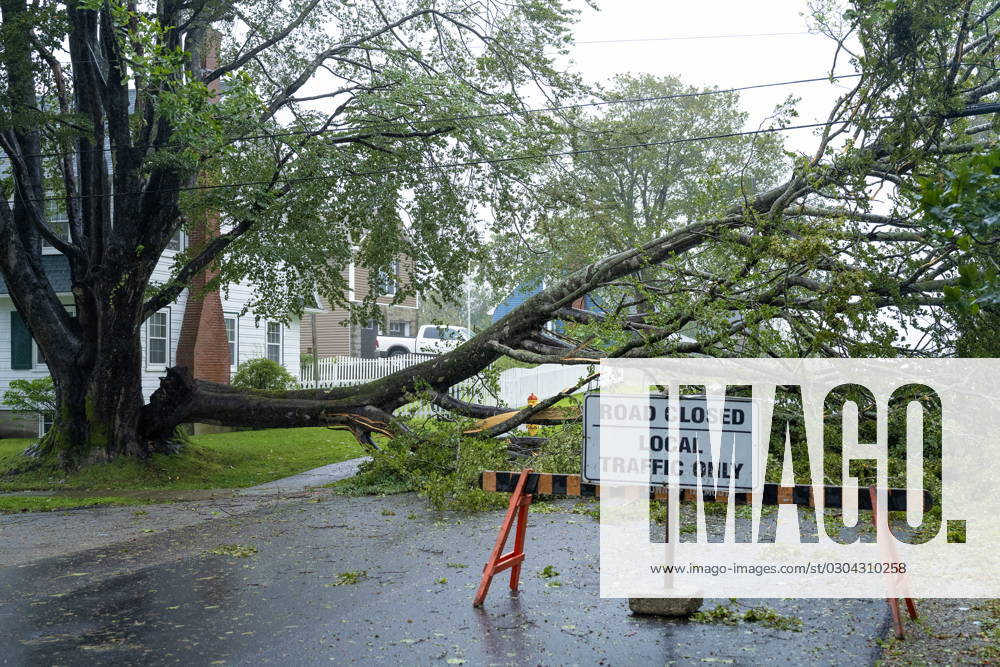A downed tree hangs on power lines as post-tropical storm Lee approaches in Yarmouth, N.S. on Saturday, Sept. 16, 2023. Yarmouth Canada - ZUMAc35_ 20230916_zaf_c35_041