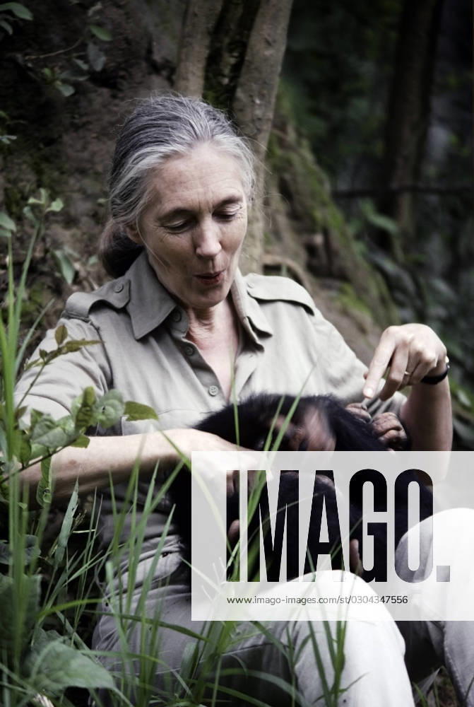 IMAGO ICONS: Jane Goodall Jane Goodall playing with young chimpanz.......... Jane Goodall playing with young chimpanzee, Credit:Avalon