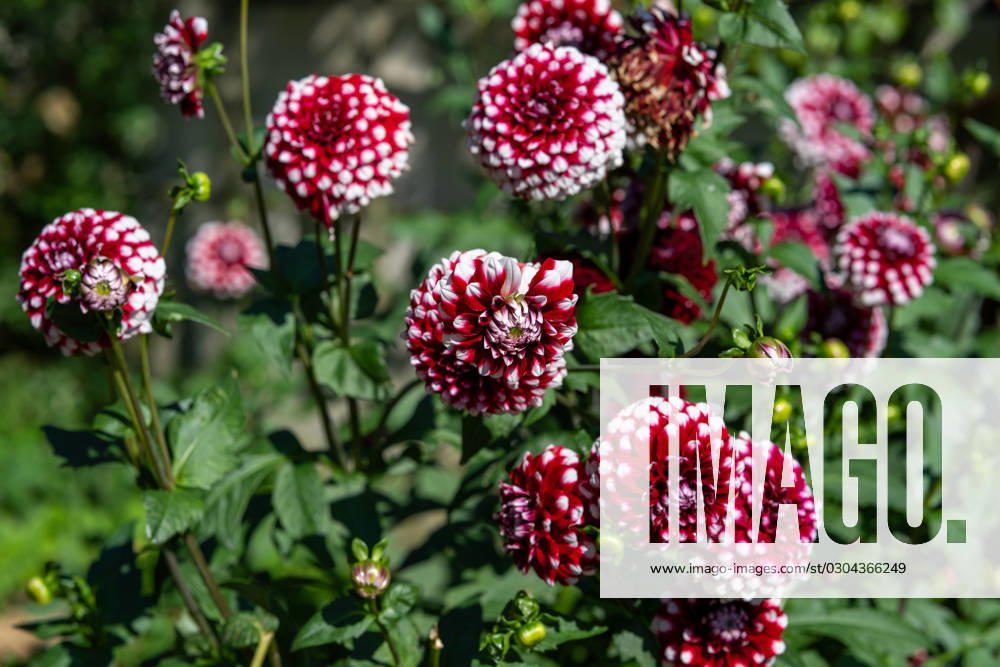 Large-leaved dahlia ,Nature, The large-leaved dahlia is a popular ornamental plant known for its showy, large flowers in a variety of colors It prefers well-drained soil and full sun to display its full flowering glory