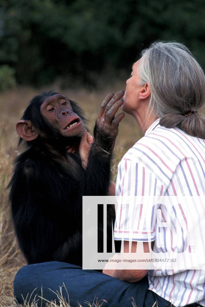 IMAGO ICONS: Jane Goodall Jane Goodall Personality Jane Goodall Personality Pan troglodytes Jane Goodall Personality Jane Goodall Personality Pan troglodytes, Credit:John Giustina Avalon