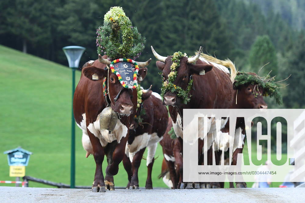 Almabtrieb 2023 on 18 09 2023 Filzmoos The partially decorated animals are led on 18 09 2023 by the farmers through the streets of the municipality Filzmoos The animals will spend the winter in the stables of the farms xRx