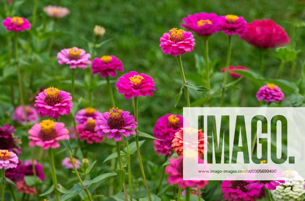 Zinnien Zinnia Bunte Mix