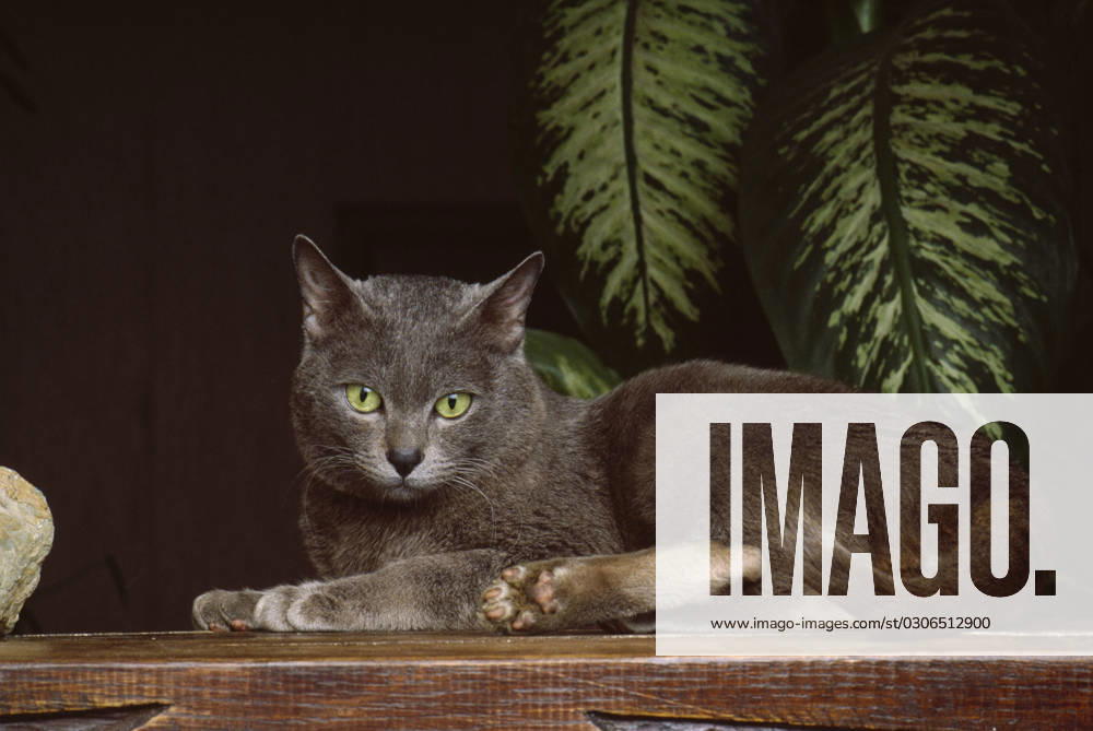 KORAT CAT resting KORAT CAT resting on shelf, Credit:Henry Ausloos Avalon