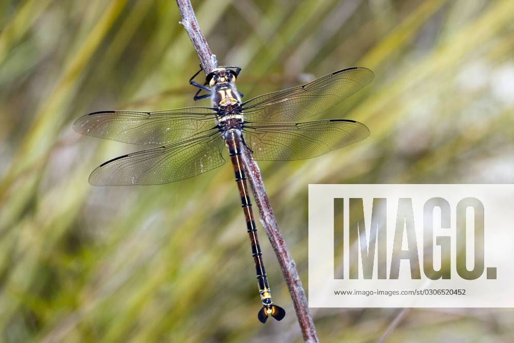 GIANT DRAGONFLY GIANT DRAGONFLY Petalura gigantea Endangered species of Eastern Australia, Credit:Ken Griffiths Avalon