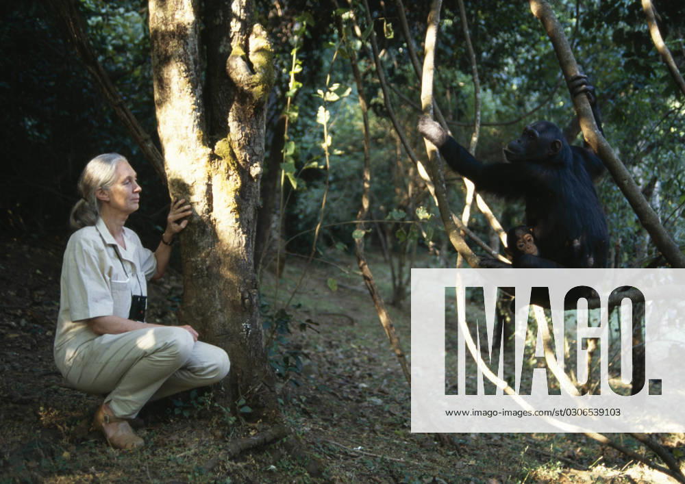 IMAGO ICONS: Jane Goodall DR. JANE GOODALL DR. J. GOODALL with chimpanzees Pan troglodytes schweinfurthii Gombe National park Tanzania., Credit:DAVID HIGGS Avalon