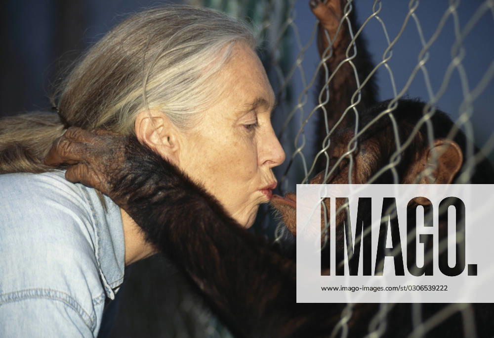 IMAGO ICONS: Jane Goodall DR. JANE GOODALL DR. JANE GOODALL with orphan rescued chimpanzee Pan troglodytes schweinfurthii Kitwe Point Sanctuary Kigoma Tanzania, Credit:DAVID HIGGS Avalon