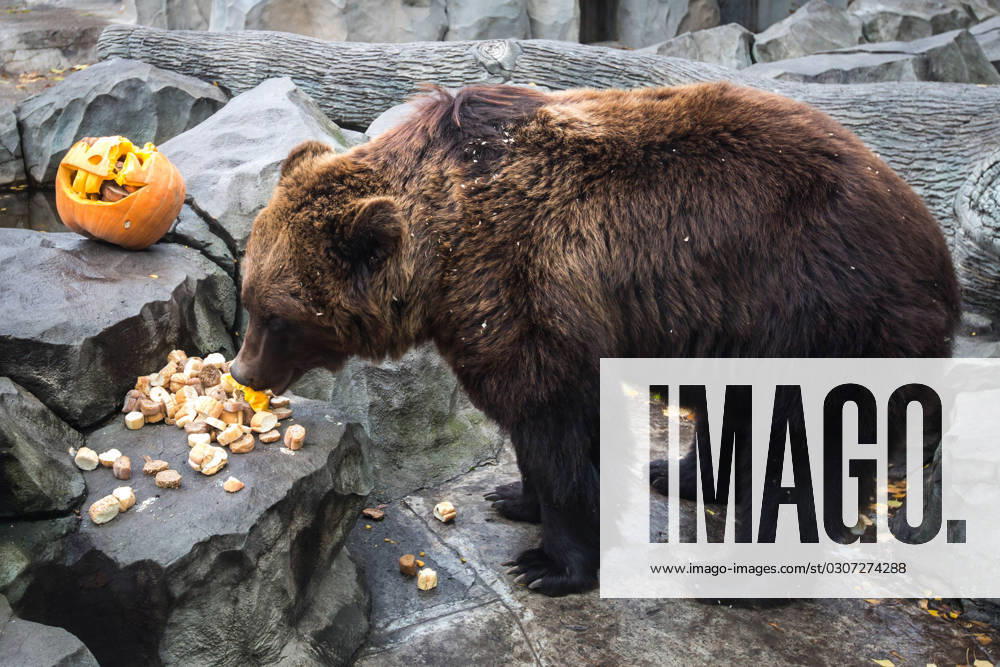 Surprise meal for animals as a part of Halloween celebrations in Kyiv, Ukraine - 31 Oct 2023 A bear eats a pumpkin during Halloween celebration at the zoo in Kyiv. Zoo administration organized the surprise meal for animals during the Halloween celebration. Kyiv Ukraine