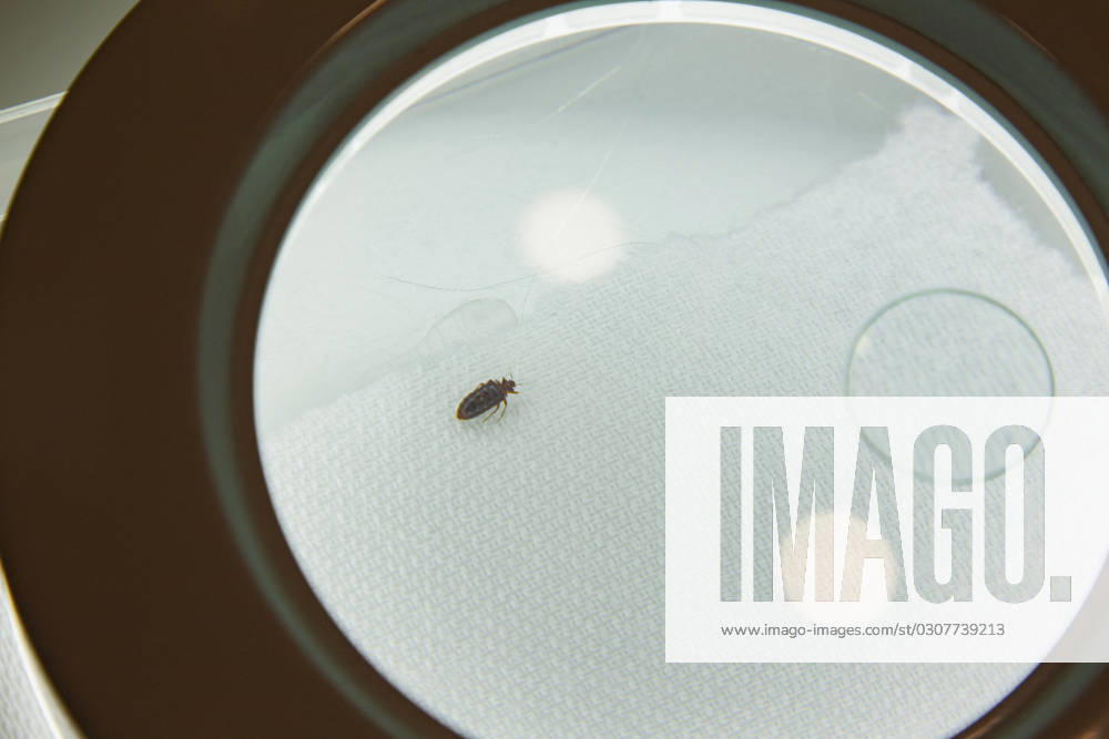 Bedbugs Study - Lyon A bedbug seen with a magnifying glass, Lyon, France on October 5, 2023. The French environment ministry said bedbugs have made a resurgence since disappearing in the 1950s due to international travel and increased resistance to pesticides. Photo by Thibaut Durand ABACAPRESS.COM Lyon Auvergne-Rhone-Alpes France