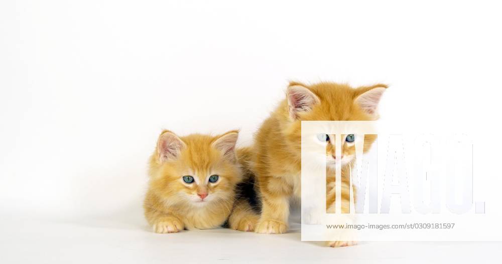 Cream blotched tabby Maine Coon Domestic cat, Kittens before white Background, Normandy in France