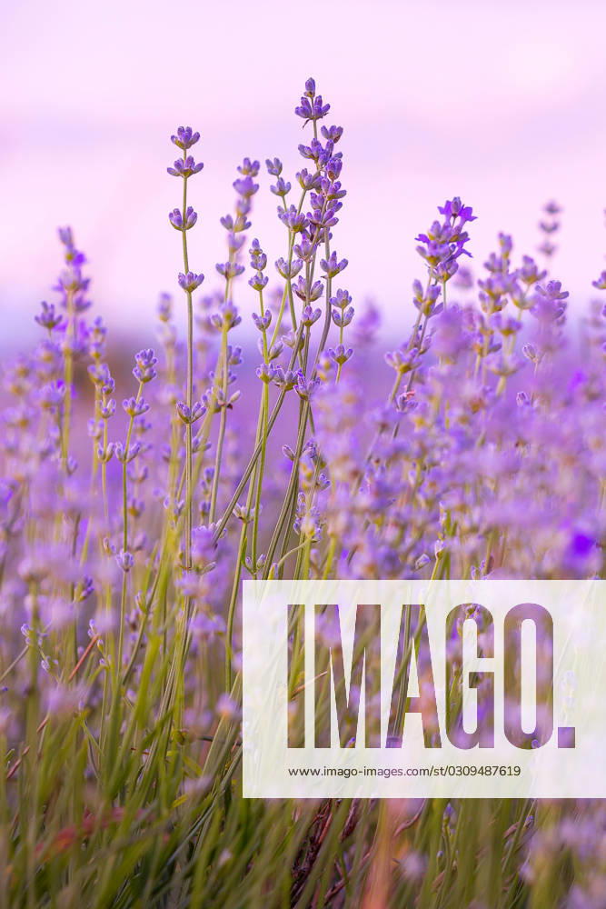 Lavender flowers close-up on sky background Lavender purple flowers close-up on sky background, summer field