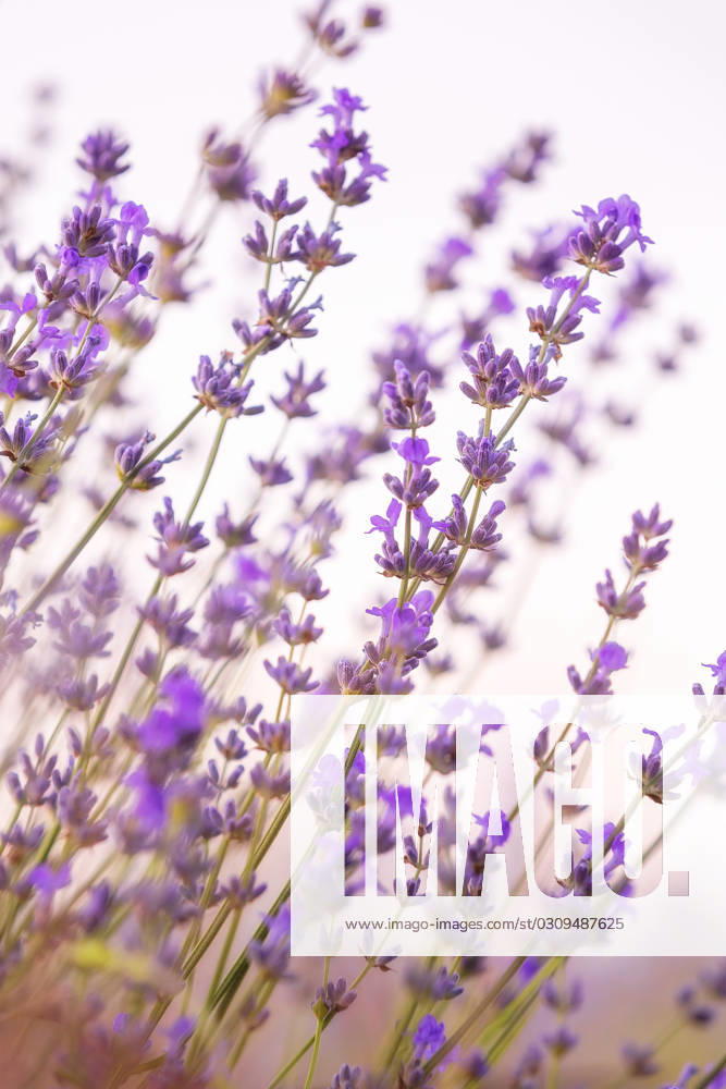 Lavender flowers close-up on sky background Lavender purple flowers close-up on sky background, summer field