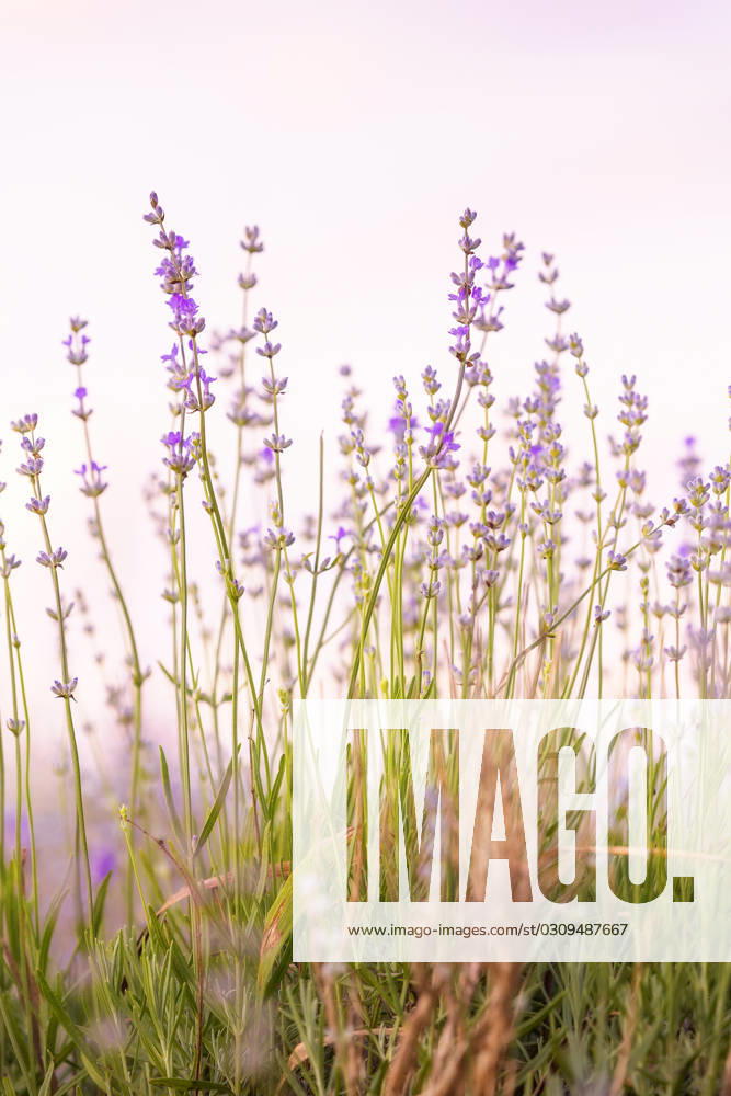 Lavender flowers close-up on sky background Lavender purple flowers close-up on sky background, summer field