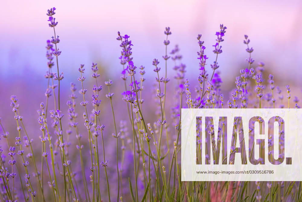 Lavender flowers close-up on sky background Lavender purple flowers close-up on sky background, summer field