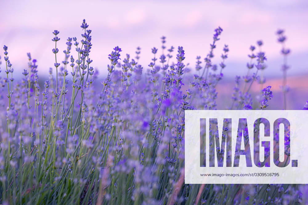 Lavender flowers close-up on sky background Lavender purple flowers close-up on sky background, summer field