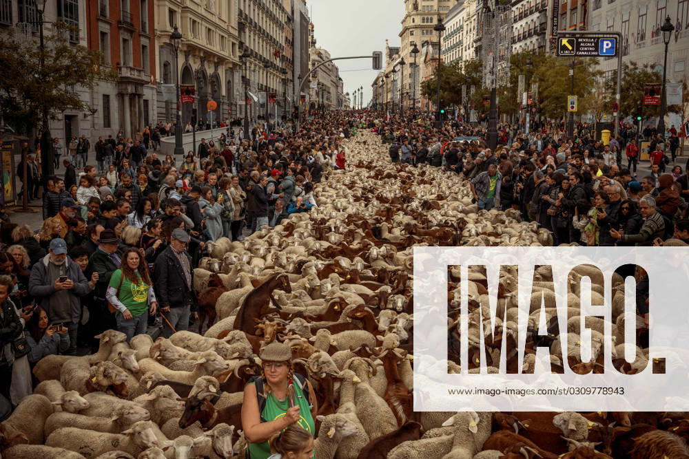More than 1200 sheep and goats invade the Spanish capital during the annual Trashumancia or Transhumance festival as they stomp through the elegant streets. Madrid Spain - ZUMAo105 20231022_fap_o105_023