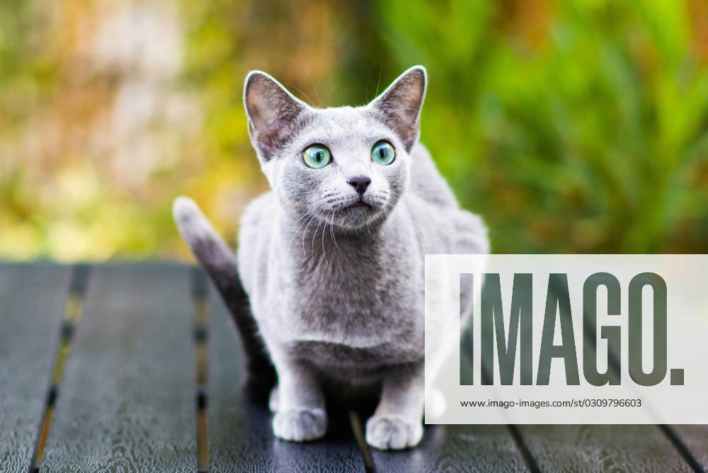 Beautiful domestic gray or blue British short hair cat with blue green eyes on a wooden background Beautiful domestic gray or blue British short hair cat with blue green eyes on wooden background