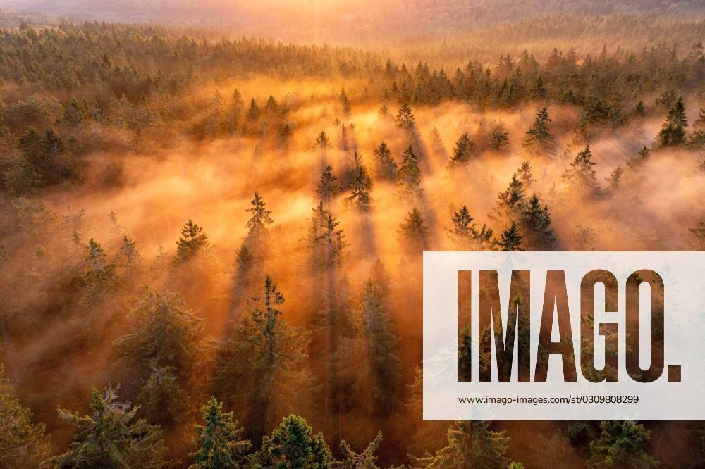 Sunrise in Taunus The rising sun shines in the morning through clouds of fog in the forest at Großer Feldberg in Taunus , Schmitten Hesse Germany