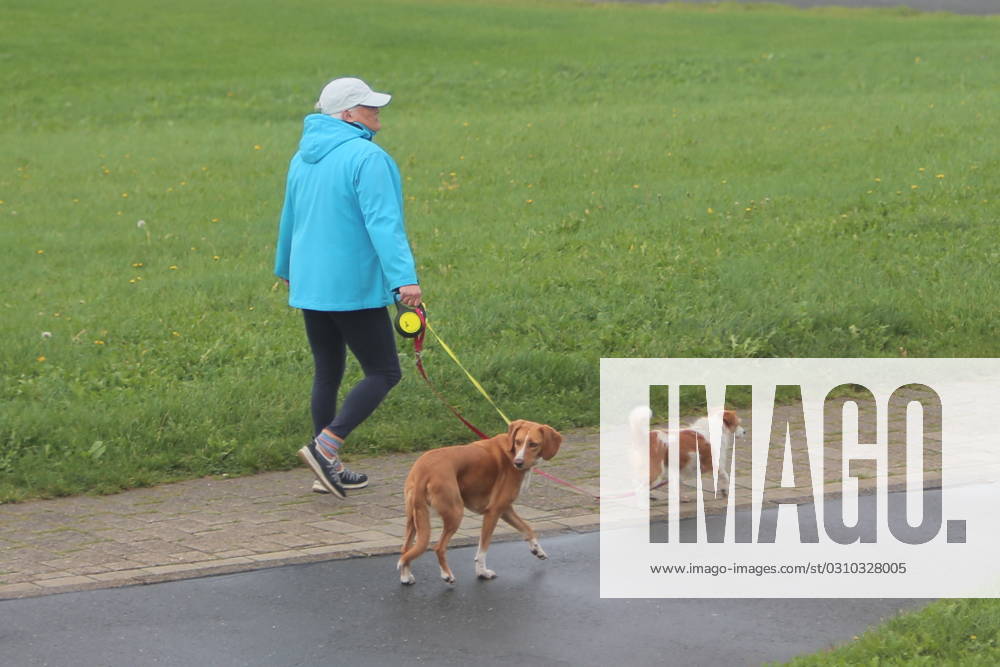 Man walking 2 dogs seen on 10 10 2023 on the dam of the Elbe in Cuxhaven