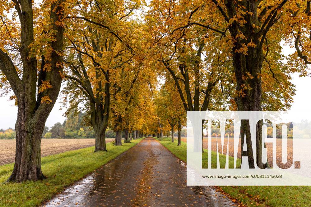 Rainy weather in Hesse When it rains, the fir forest avenue with the autumnal colored chestnut trees appears dull and wet , Bad Homburg Hesse Germany