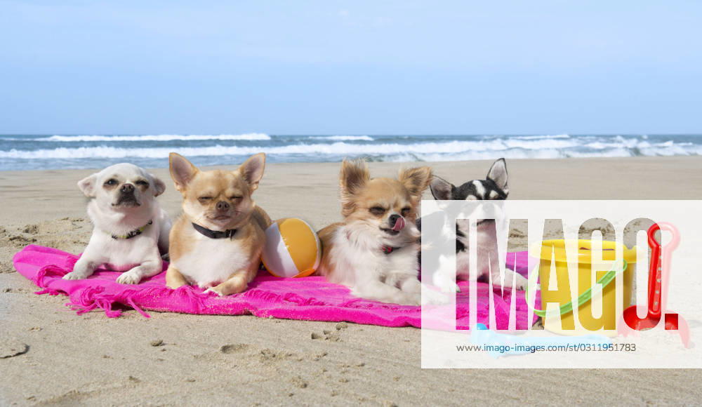 Portrait of a cute purebred chihuahuas on the beach