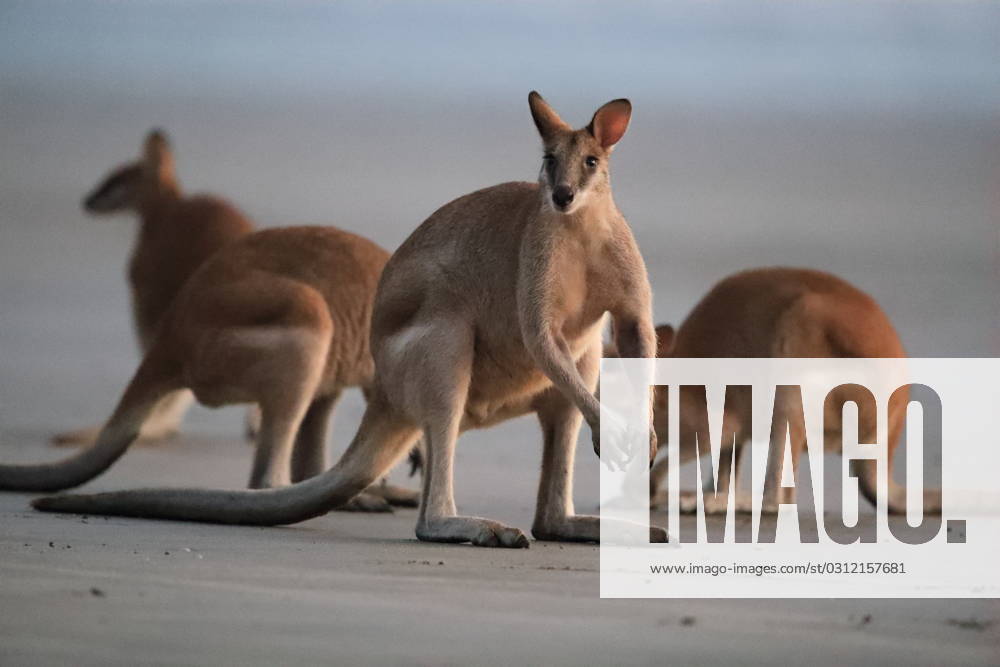 Kangaroo on beach at sunrise, mackay, north queensland, australia kangaroo on beach at sunrise, mackay, north queensland, australia