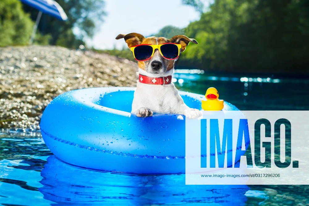 Dog on blue air mattress in water refreshing