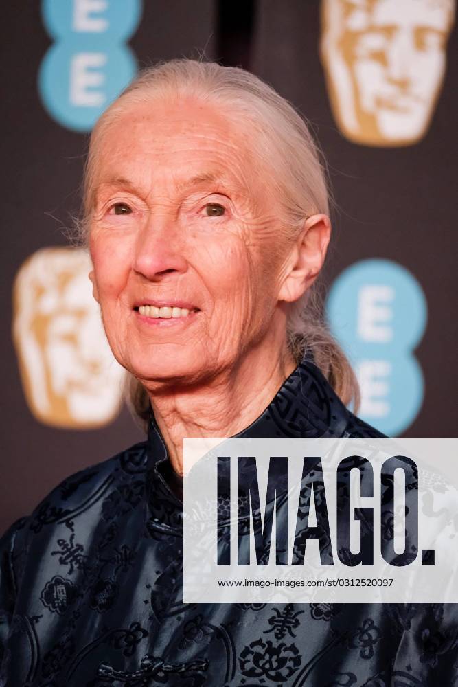 IMAGO ICONS: Jane Goodall Dame Jane Goodall arrives at the EE BRITISH ACADEMY FILM AWARDS IN 2018 on Sunday February 18, 2018 held at the Royal Albert Hall, London. Pictured: Dame Jane Morris Goodall DBE Dame Jane Goodall arrives at the EE BRITISH ACADEMY FILM AWARDS IN 2018 on Sunday February 18, 2018 held at the Royal Albert Hall, London. Pictured: Dame Jane Morris Goodall DBE, Credit:Julie Edwards Avalon UK