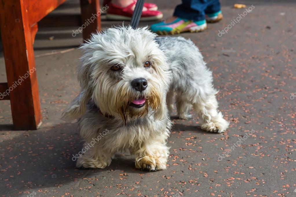 Portrait of a Dandie Dinmont Terrier at the leash