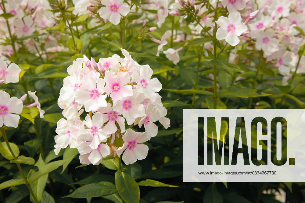 Summer bloomed small flowers pink Phlox.Texture or background , 33946070.jpg, flower, Phlox, unpretentious, fragrant, herbaceous, texture, background, plants, flowering, garden, bloom, nature, beauty, flora, green, pink, outdoor, paniculate Phlox, petal, plant, garden Phlox, color, summer, close-up, bright, floral, purple, perennial, natural, ornamental plant, spring, botany, gardening, perennial Phlox, leaf, colorful, flowers, group, fresh, season, decorative, flowering Plant, paniculate, pattern, pink flower, Botanical, small, love, lush RECORD DATE NOT STATED