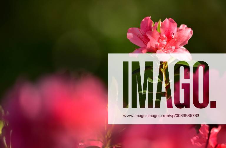 Azalea are in full bloom before the start of the Masters golf tournament at Augusta National Golf Club, on April 2, 2018 in Augusta, Georgia. AUG20180402303 KEVINxDIETSCH