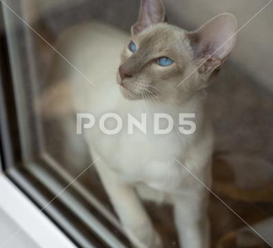 A selective focus shot of an Oriental Shorthair cat with expressive eyes oriental, cat, animal, shorthair, pet, white, cute, domestic, feline, kitten, beautiful, portrait, background, isolated, looking, young, studio, whisker, purebred, mammal, curiosity, gray, sitting, eye, one, fur, breed, brown, ears, paw, head, attentive, black, grey, vertebrate, blue, playful, tail, adorable, curious, funny, peterbald, nose, face, hairless, siamese, green, male, luxury, nobleness