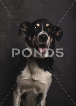 Dark portrait of a mongrel dog with nice face on gray background pet, dog, portrait, animal, mongrel, black, collar, closeup, isolated, confused, curious, expression, face, friend, funny, furry, hair, mouth, sleep, studio, dark, eye, domestic, cute, nice, popular, beautiful, look, lost, tear, white, young, abandoned, rescue, homeless, abandon, fence, kennel, pound, orphan, sweet, unwanted, sad, alone, adopt, cage, adoption, waiting, behind, doggy
