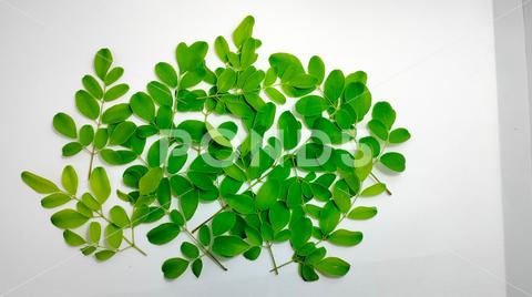 Green moringa branches on a white background backdrop, background, backgrund, branch, copy space, green, leaf, moringa, natural, nature, plant, text space, texture, tree, wallpaper, white