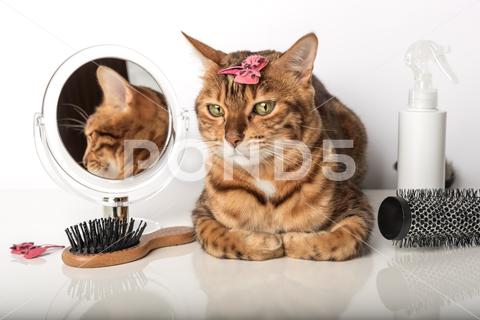 Beautiful bengal cat with hair or fur care items isolated on white background. accessory, admire, animal, background, barrette, beautiful, beauty saloon, bengal, bengal cat, brush, care, cat, comb, coquette, cute, domestic cat, fashion, feline, fluffy, funny, fur, glamour, groomer, hair, hairbrush, haircut, hairstyle, isolated, kitten, kitty, looking, lovable, lovely, mirror, nice, pedigreed, pet, pretty, professional, purebred, pussycat, reflection, salon, sitting, spa, studio shot, styling, table, white, white background