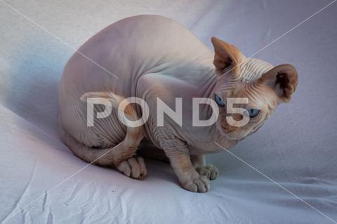 A Sphynx cat with beautiful blue eyes resting on the white bedsheets adorable, animal, beautiful, bedsheets, blue, breed, cat, cute, domestic, eyes, feline, flexible, mammal, naked, pet, resting, sitting, skin, sphynx, unique, white