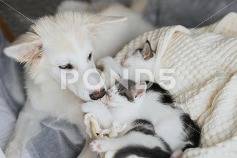Adorable white dog licking cute little kittens on soft blanket in basket. Sweet puppy cleaning and kissing two kitties napping in bedroom. Love, care and adoption concept adoption, adorable, animal, baby, background, basket, beautiful, bed, blanket, cat, comfortable, cozy, cuddling, cute, dog, domestic, family, fluffy, friends, friendship, grey, happy, home, kittens, kitty, little, looking, lovely, lying, nap, pets, playing, puppy, resting, room, sleeping, sleepy, small, sweet, swiss shepherd, together, white