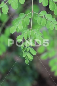 A closeup of moringa green leaves with blurred background background, beautiful, bloom, blurred, closeup, ecology, environment, flora, foliage, forest, freshness, garden, green, growth, herb, leaves, moringa, nature, park, plant, spring, vegetation