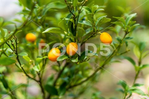 Orange citrus fruits on a Kumquat tree kumquat, fruit, gardening, vitamin, tropical, citrus, decoration, leaf, nature, orange, agriculture, background, branch, fresh, spring, cumquat, harvest, lunar, many, new year, tropics, china, copy space, exotic, golden, nutrition, year, c, chinese, close-up, crop, greenhouse, horticulture, irrigation, juice, juicy, new, pesticides, blue, cultivated, fertilizer, fruit tree, green, ingredient, mandarin, red, sky, symbol, tree branch, vacation, córdoba, cordoba, argentina, no people