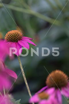 Coneflowers (Echinacea) with pink petals in full bloom in front of green leaves in the blurred background background, beautiful, beauty, bloom, blooming, blossom, blur, blurred, blurry, bright, brown, close-up, closeup, color, colorful, coneflower, decoration, decorative, echinacea, filament, flora, floral, flower, fresh, garden, green, hat, health, isolated, leaf, leaves, macro, natural, nature, orange, outdoor, petal, petals, pink, plant, purple, red, rudbeckia, season, summer, sun, wild, wildflower, yellow