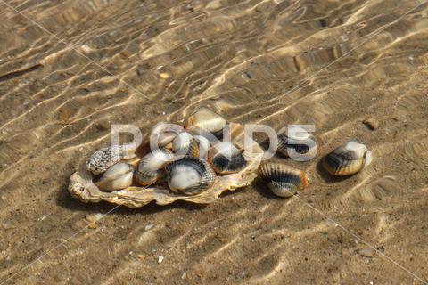 Common cockles underwater on seabed - species of edible saltwater clams abstract, animal, authentic, clam, cockle, common cockle, conch, conhheart mussel, dam, detail, dish, edible, edible clam, edible cockle, food, heart, meal, muscle, mussel, nobody, outdoors, oval, real, ribbed, saltwater, sand, sea, sea animal, sea food, seabed, seafood, shell, shell-fish, shuck, underwater, unique, unnatural, unusual, warping, wave, waves, waving, seashell, marine