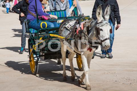 Donkey carrying a sunflower in chinchon near madrid animal, burro, carrying, color, culture, cyclades, destinations, donkey, dun, footpath, freight, gray, grey, harness, hiking, horizontal, indigenous, journey, livestock, luggage, mammal, mediterranean, mountain, mule, multicolor, nature, nobody, outdoors, profile, riding, saddle, santorini, side, small, spain, tourism, traditional, transportation, travel, trucking, vertebrate, view, working