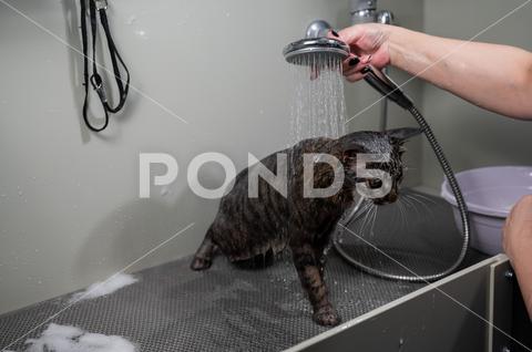 Woman washing a tabby gray cat in a grooming salon woman, washing, striped, gray, cat, shower, clean, bathtub, bath, bathroom, carnivore, domestic, feline, fluffy, cuddly, cute, funny, fur, gentle, girl, grey, hand, hygiene, kitten, kitty, mammal, muzzle, tabby, wet, water, whisker, soaping, pet, animal, adorable, enjoyment, spray, spa, cosy, cosmetic, care, health, grooming, salon, sanitation, laundered, professional, hairdresser, coiffure