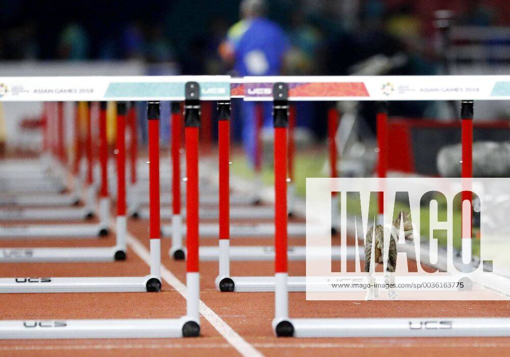 KW34 Asian Games 2018 in Indonesia A cat makes an appearance on the track, temporarily suspending a women s 100-meter hurdles preliminary race at the Asian Games in Jakarta on Aug. 25, 2018.