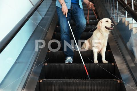 Blind person with long cane and guide dog on escalator indoors adult, angle, animal, assistance, background, blind, blindness, cane, care, closeup, disability, disabled, dog, escalator, eye, eyesight, friend, guide, handicapped, handler, health, help, illness, impaired, indoors, labrador, lead, legs, lifestyle, long, low, male, man, navigation, ophthalmology, orientation, person, pet, professional, retriever, service, sight, sightless, stick, view, vision, visual, walk, walking, white